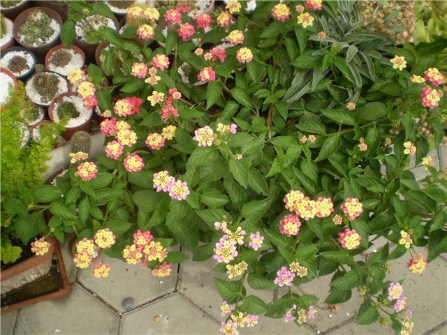 lantana